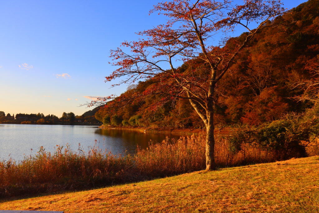 本栖湖の紅葉（山梨）