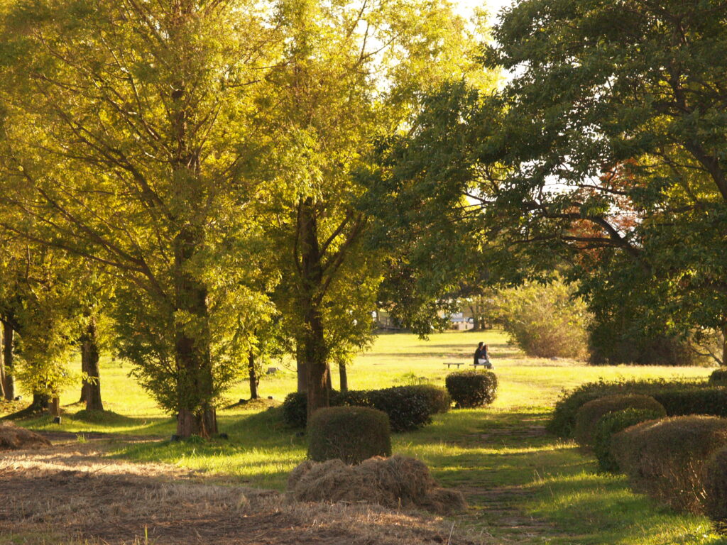 滋賀県メタセコイアの公園